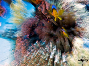 "Beam me up, Nemo !" Zooming shot ( made underwater, not ... by Rico Besserdich 
